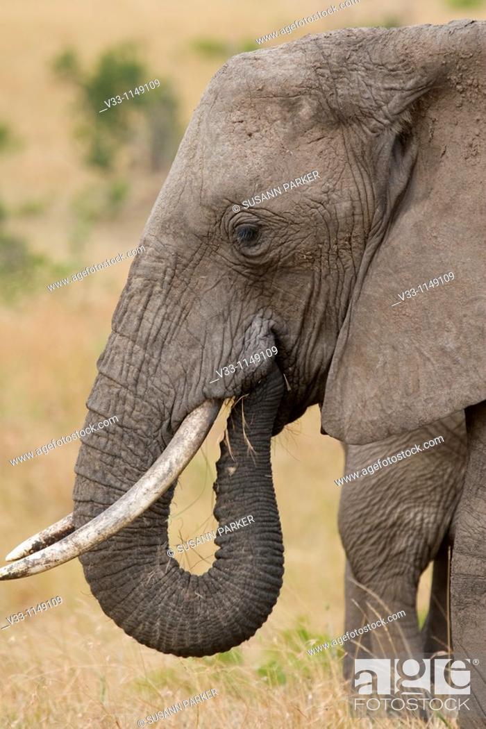 Stock Photo: An African elephant up close & personal in Kenya.