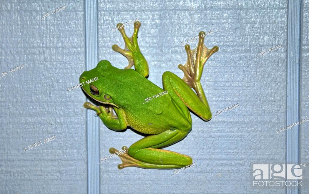 Photo de stock: Australian Green Tree Frog (Litoria caerulea) on house wall, Etty Bay, Innisfail, Queensland, Australia.