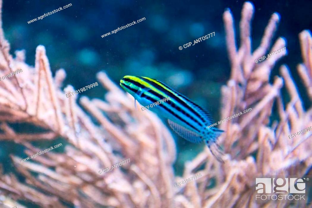 Stock Photo: Striped Fangblenny - Meiacanthus grammistes.