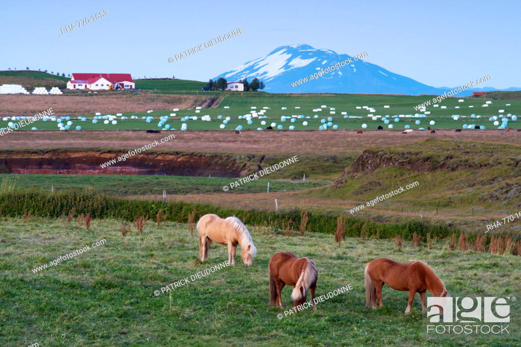 Stock Photo: Agricultural land at the foot of the mighty volcano Hekla, north of Hella, in the south of Iceland Sudurland, Iceland, Polar Regions.