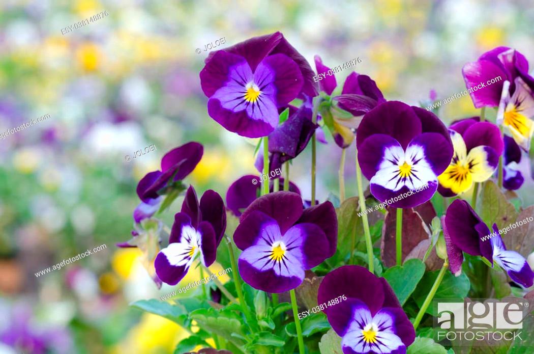 Stock Photo: Viola cornuta, horned pansy, tufted pansy.