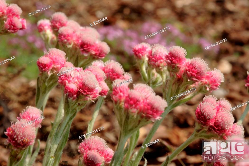 Stock Photo: Catsfoot -Antennaria dioica 'Rotes Wunder'.