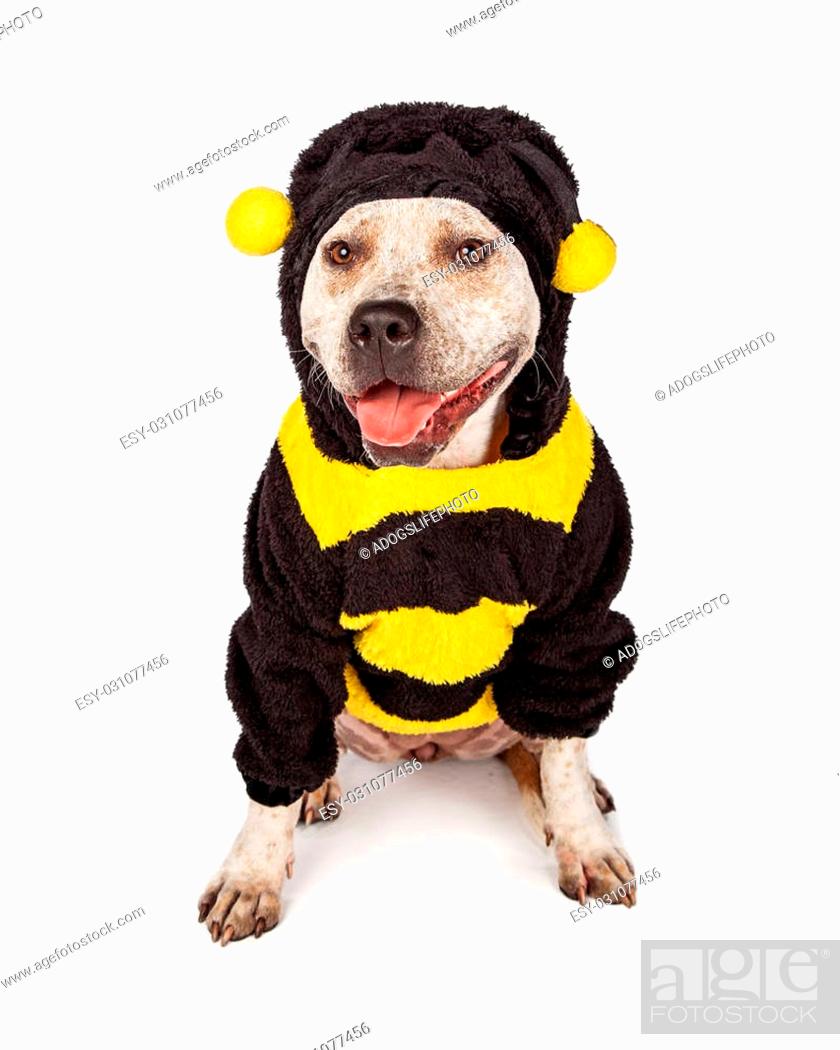 Cute And Funny Pit Bull Dog Wearing A Halloween Bumble Bee Costume