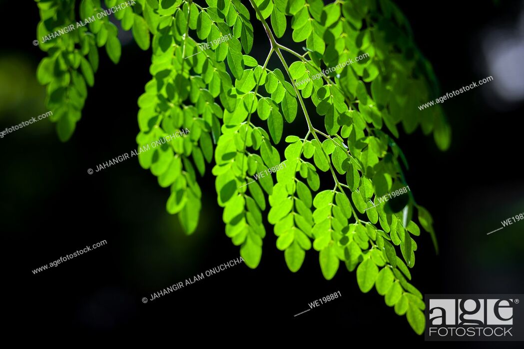 Stock Photo: Sunlight on the hanging Moringa oleifera leaves. Fresh green drumstick tree leaves dark light background.
