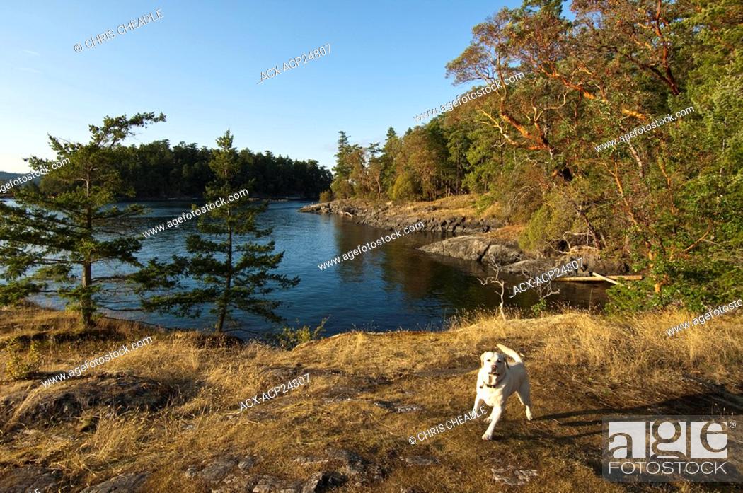 Stock Photo: Dog on Portland Island, Princess Margaret Park, Gulf Islands, BC, Canada.