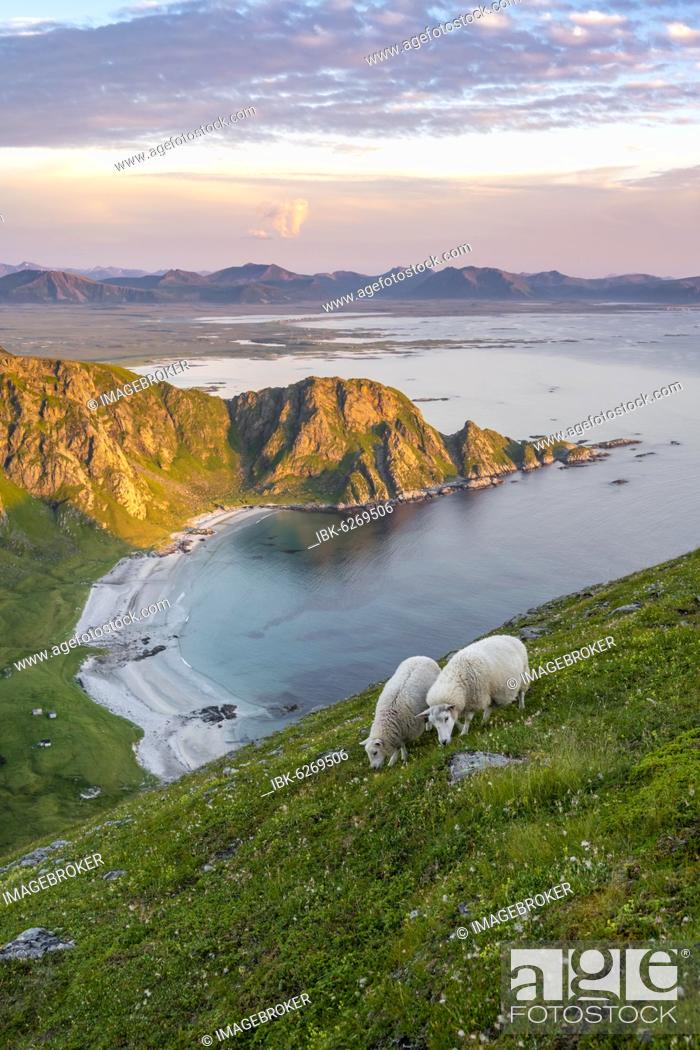 Stock Photo: Evening atmosphere, sheep grazing on a mountainside, beach and sea, view from the top of Måtinden, near Stave, Nordland, Norway, Europe.