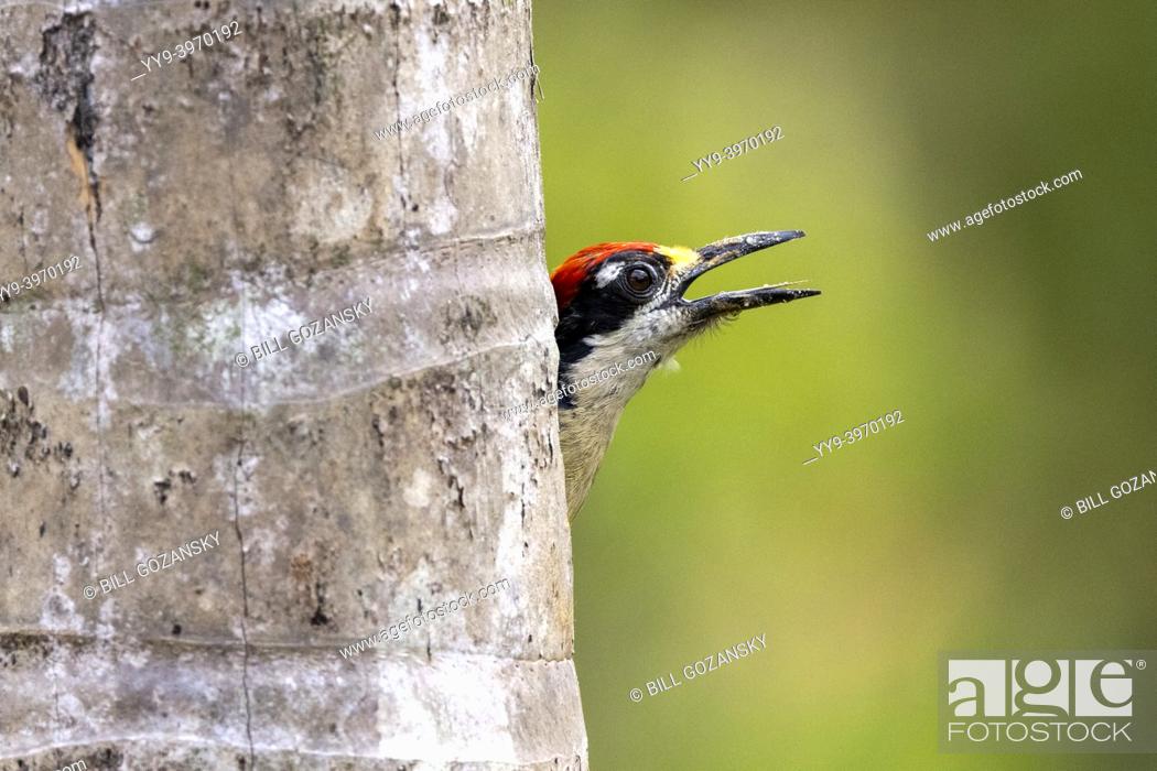 Photo de stock: Male Black-cheeked woodpecker (Melanerpes pucherani) peeking out of nest cavity - La Laguna del Lagarto Eco-Lodge, Boca Tapada, Costa Rica.