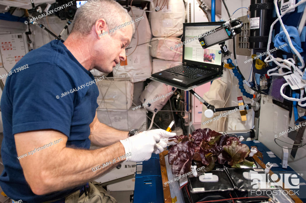 Stock Photo: In the International Space Station's Harmony node, NASA astronaut Steve Swanson, Expedition 40 commander, harvests a crop of red romaine lettuce plants that.