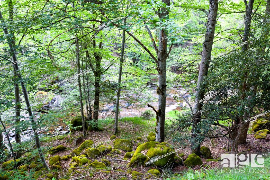 Stock Photo: Beechwood near Puente Ra stream in Villoslada de Cameros  Natural Park of Sierra Cebollera  Logroño  La Rioja  Spain.