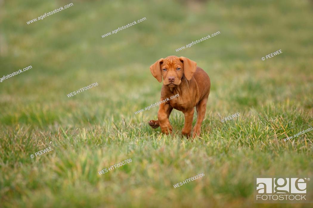 Stock Photo: Magyar Vizsla, Hungarian Short-Haired Pointing Dog, puppy, running on meadow.