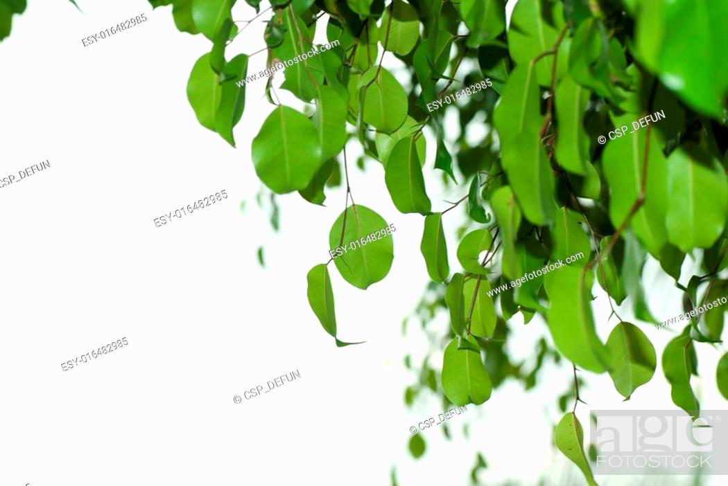 Skeleton Leaves - Natural-Colored Banyan Tree Leaves | Scrapbooking & craft  supplies - White Rose Crafts LLC