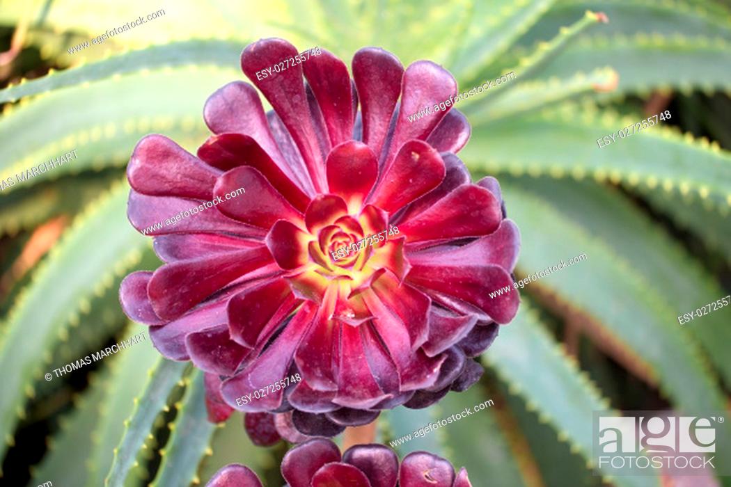 Stock Photo: Closeup of an Aeonium Arboreum plant growing somewhere in a garden in Cornwall.