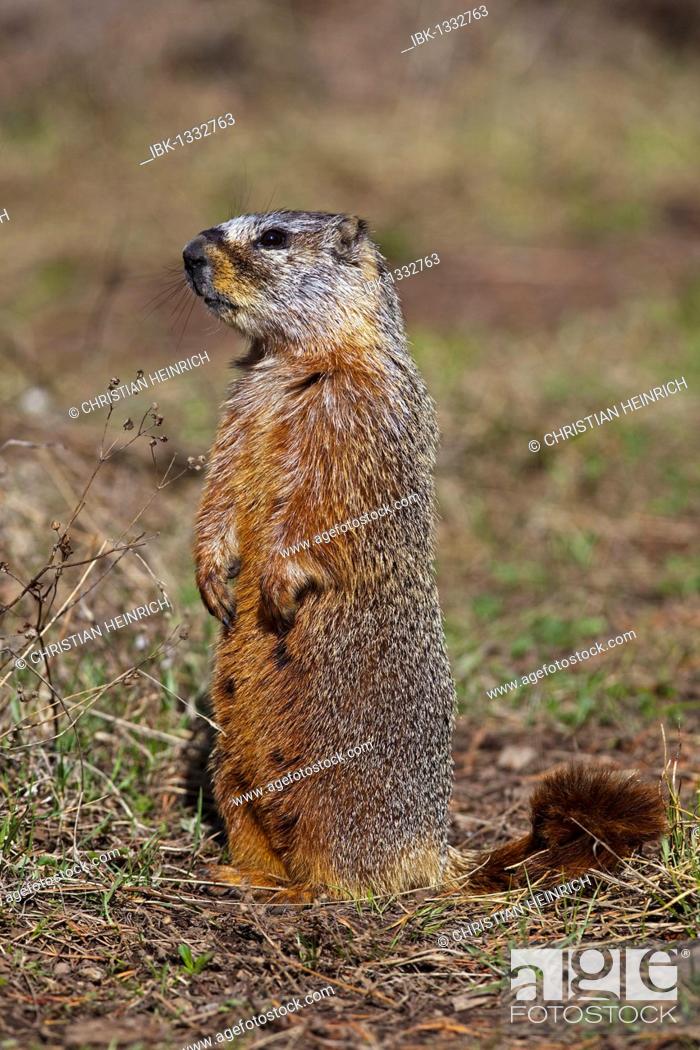 Groundhog, Woodchuck, Whistle-pig, Land-beaver (Marmota monax), Yellowstone  National Park, Wyoming, Stock Photo, Picture And Royalty Free Image. Pic.  IBK-1332763 | agefotostock