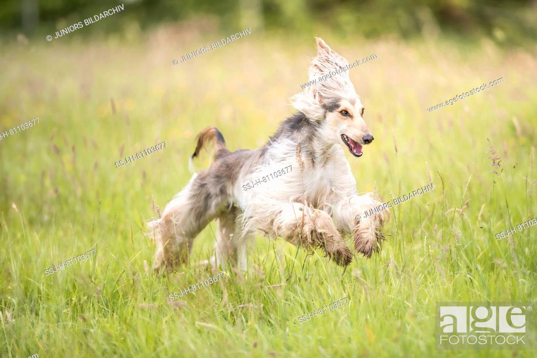 Stock Photo: Afghan Hound. Juvenile she-dog running on a meadow. Germany.