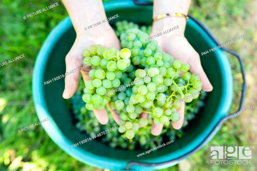 Stock Photo: 16 August 2019, Rhineland-Palatinate, Neustadt an der Weinstraße: Hands holding grapes of the ""Solaris"" variety in a vineyard in the Geinsheim district above.