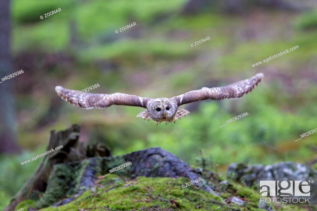 Imagen: Tawny owl.