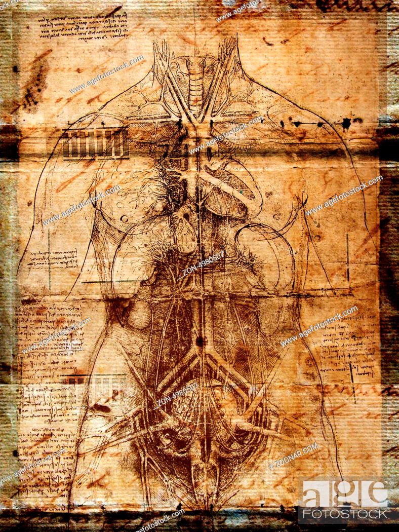 Photo of the Vitruvian Man by Leonardo Da Vinci from 1492 on textured  background, Stock Photo, Picture And Rights Managed Image. Pic. ZON-4980507  | agefotostock