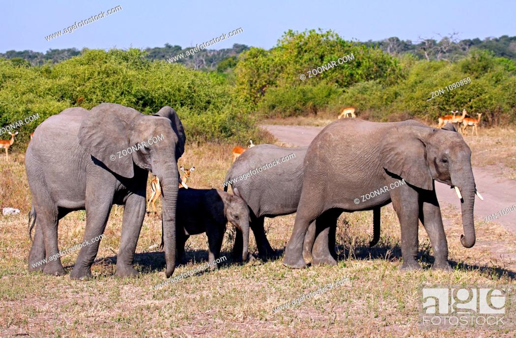Stock Photo: Afrikanische Elefanten (Loxodonta africana) mit Nachwuchs im Chobe Nationalpark, Botswana.