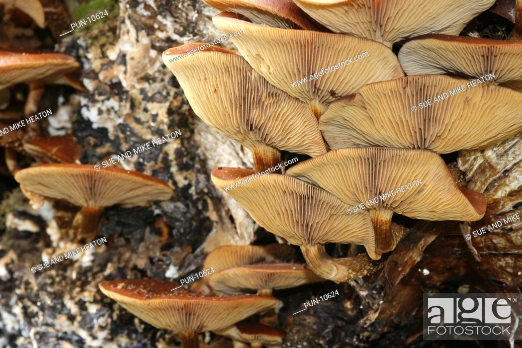 Stock Photo: Funeral bell mushrooms galerina marginata aka galerina autumnalis growing on a dead silver birch, Lancashire.