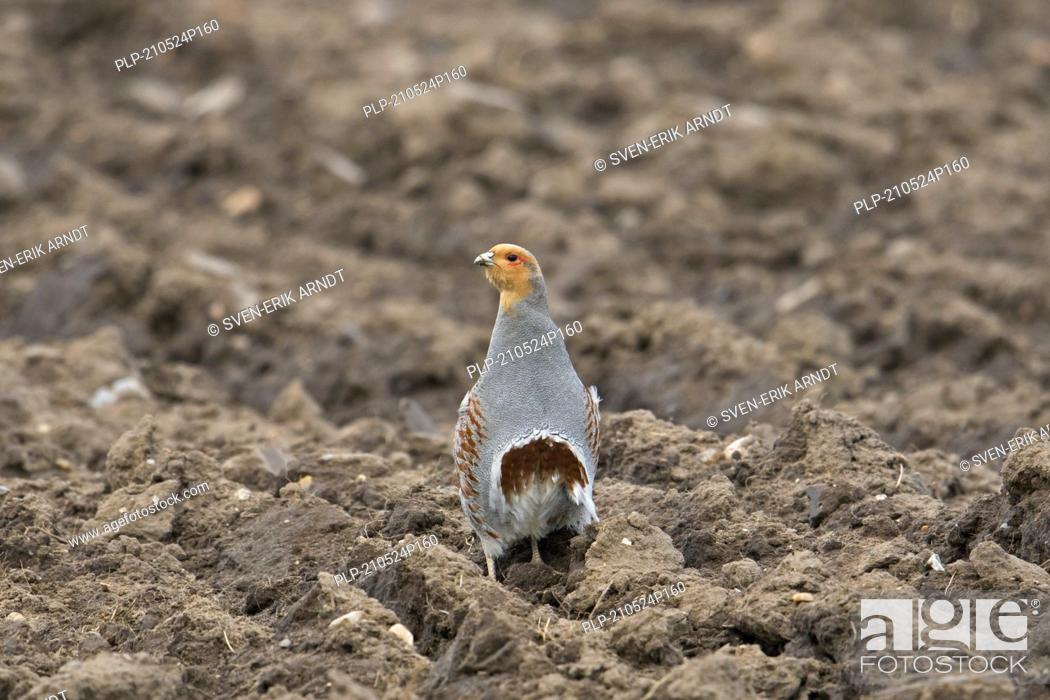 Stock Photo: Grey partridge / English partridge / hun (Perdix perdix) male in ploughed field showing chestnut-brown horse-shoe mark on belly in spring.