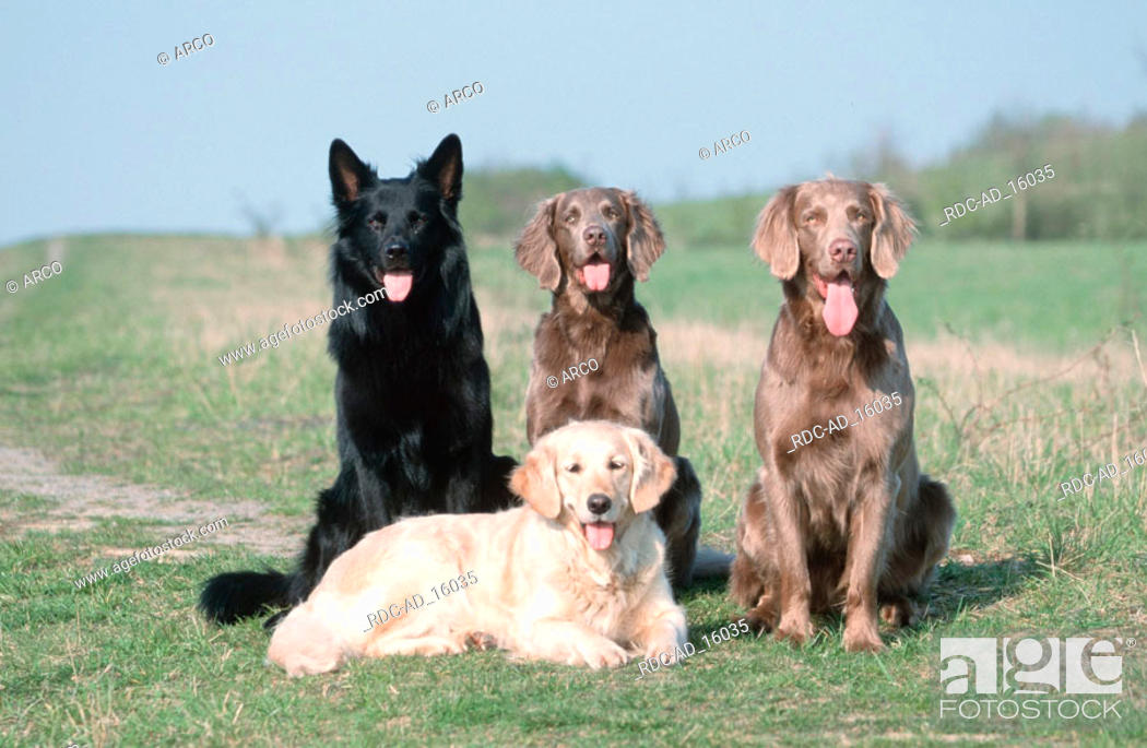 Old German Sheepdog Long-haired Weimaraner and Golden Retriever, Stock  Photo, Picture And Rights Managed Image. Pic. RDC-AD_16035 | agefotostock