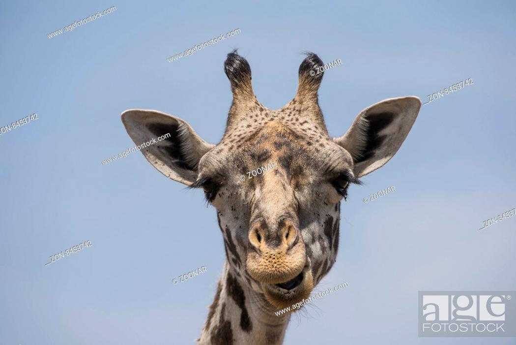 Stock Photo: africa, african, animal, background, beautiful, big, brindled, brown, camouflage, close-up, culture, cute, ear, face, fun, funny, giraffa, giraffe, head.
