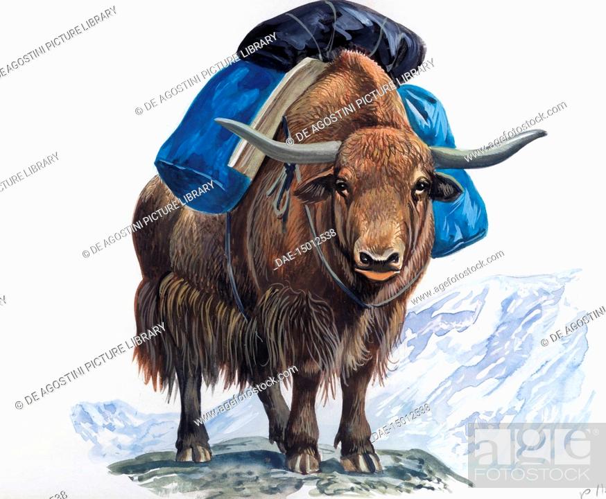 Yak or Tibetan Ox (Bos grunniens), Bovidae, used for transportation,  illustration, Stock Photo, Picture And Rights Managed Image. Pic.  DAE-15012538 | agefotostock