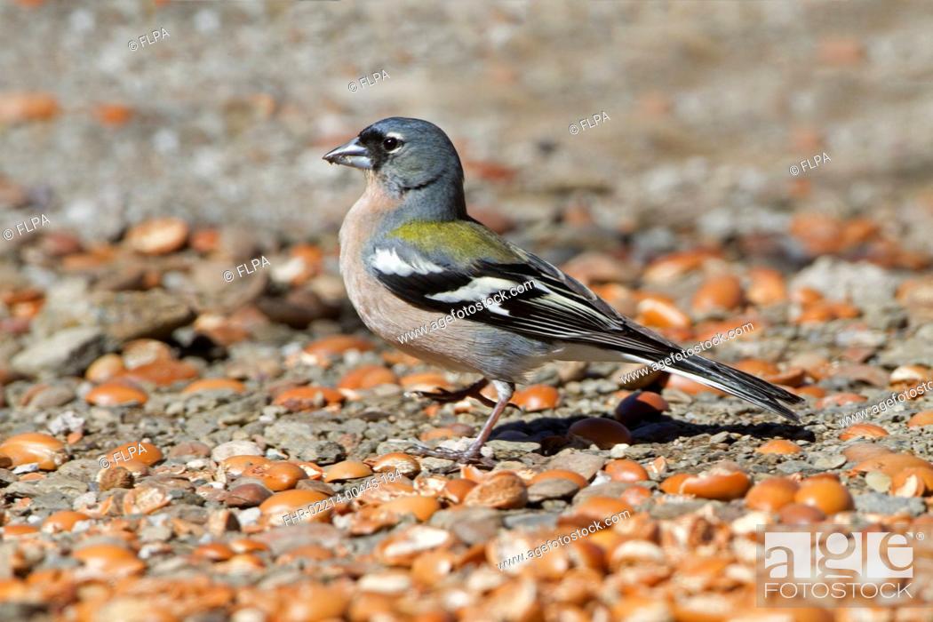Stock Photo: Common Chaffinch (Fringilla coelebs africana) North African subspecies, adult male, feeding on ground, Morocco, March.