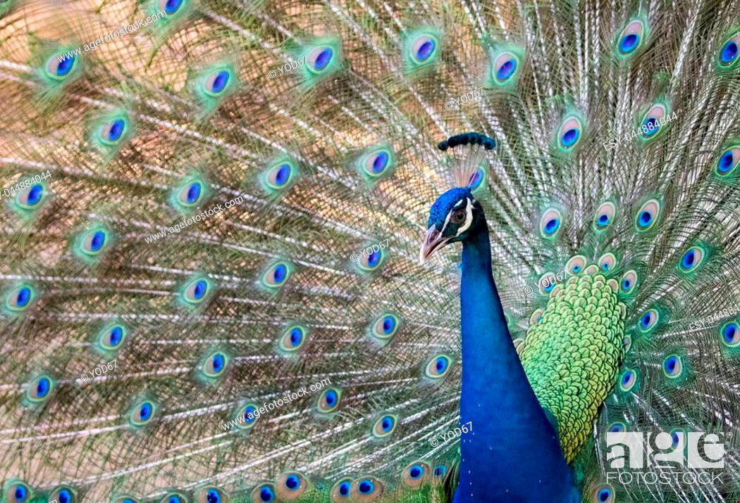 Image of a peacock showing its beautiful feathers. wild animals, Stock  Photo, Picture And Low Budget Royalty Free Image. Pic. ESY-044884044 |  agefotostock