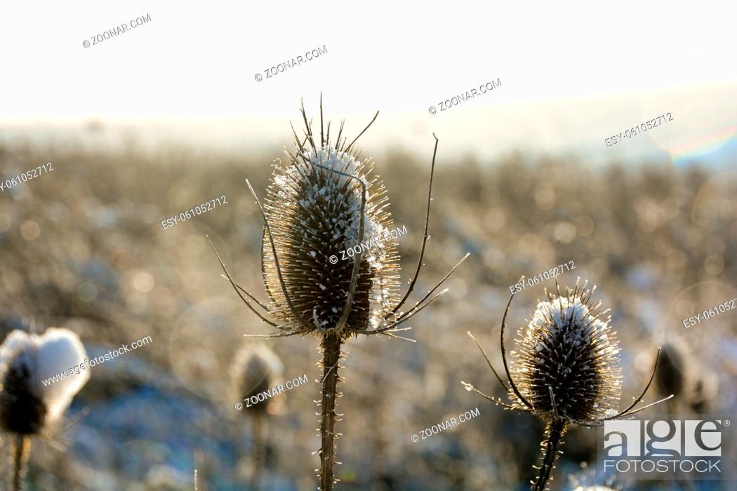 Stock Photo: Wild teasel on a  field in winter with snow, at sunrise.