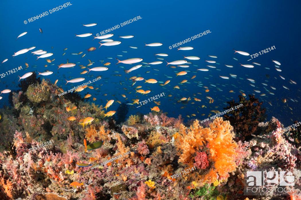 Stock Photo: Coral Fishes over Soft Coral Reef, North Male Atoll, Indian Ocean, Maldives.
