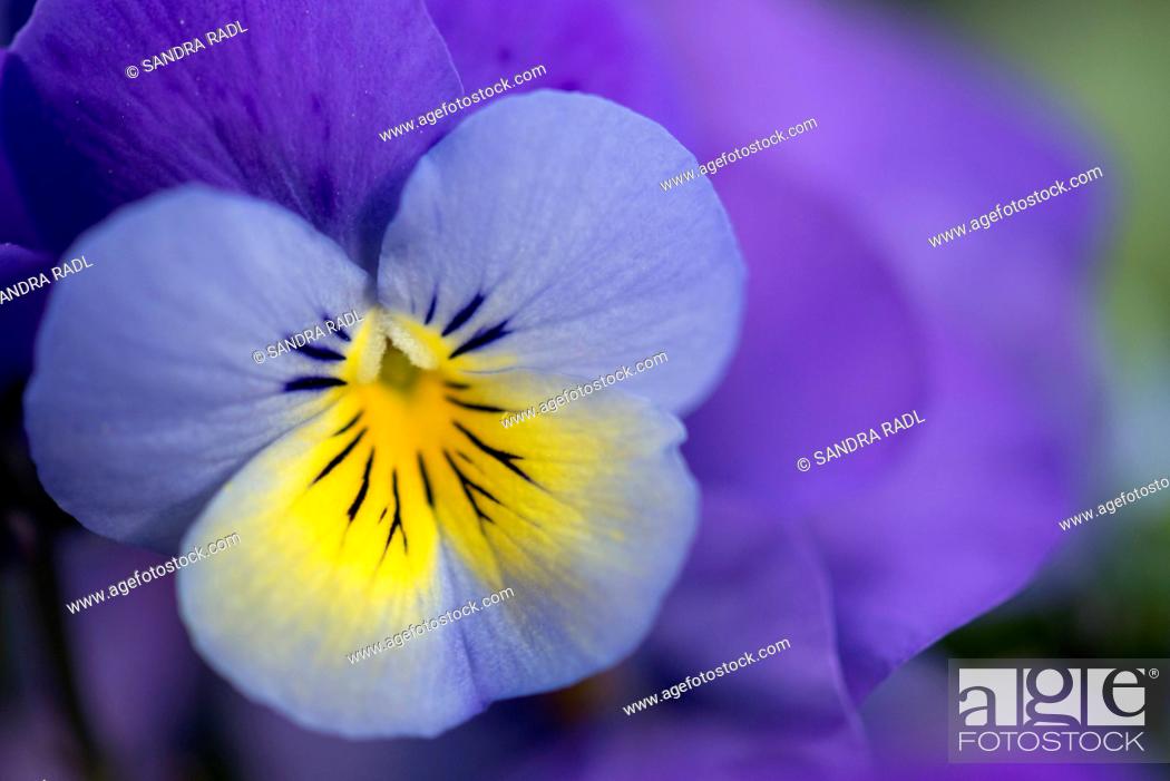 Photo de stock: Horned violet (Viola cornuta), flower in purple and yellow.