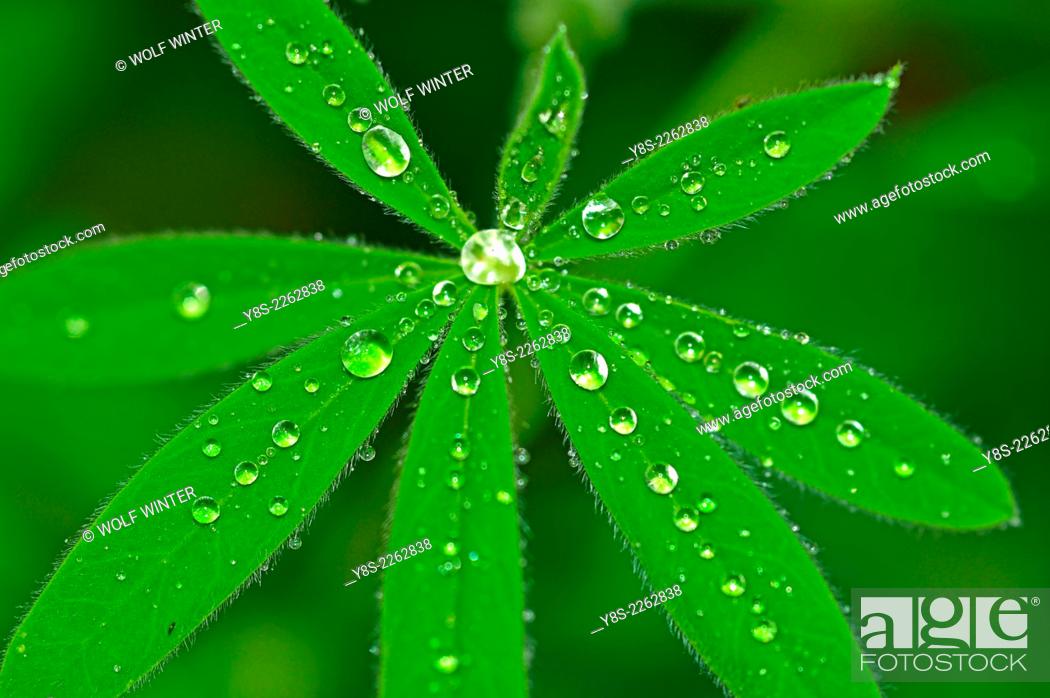 Stock Photo: Water Drops on Leaves of a Lupine Plant.