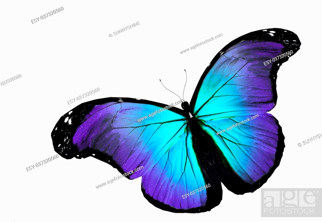 Blue butterfly flying, isolated on white, Stock Photo, Picture And Low  Budget Royalty Free Image. Pic. ESY-037320560 | agefotostock