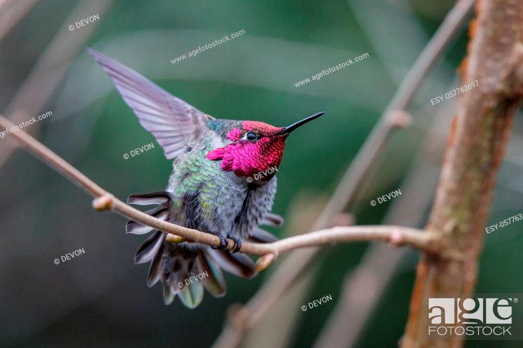 Photo de stock: Male Annas Hummingbird (Calypte anna) on a perch.