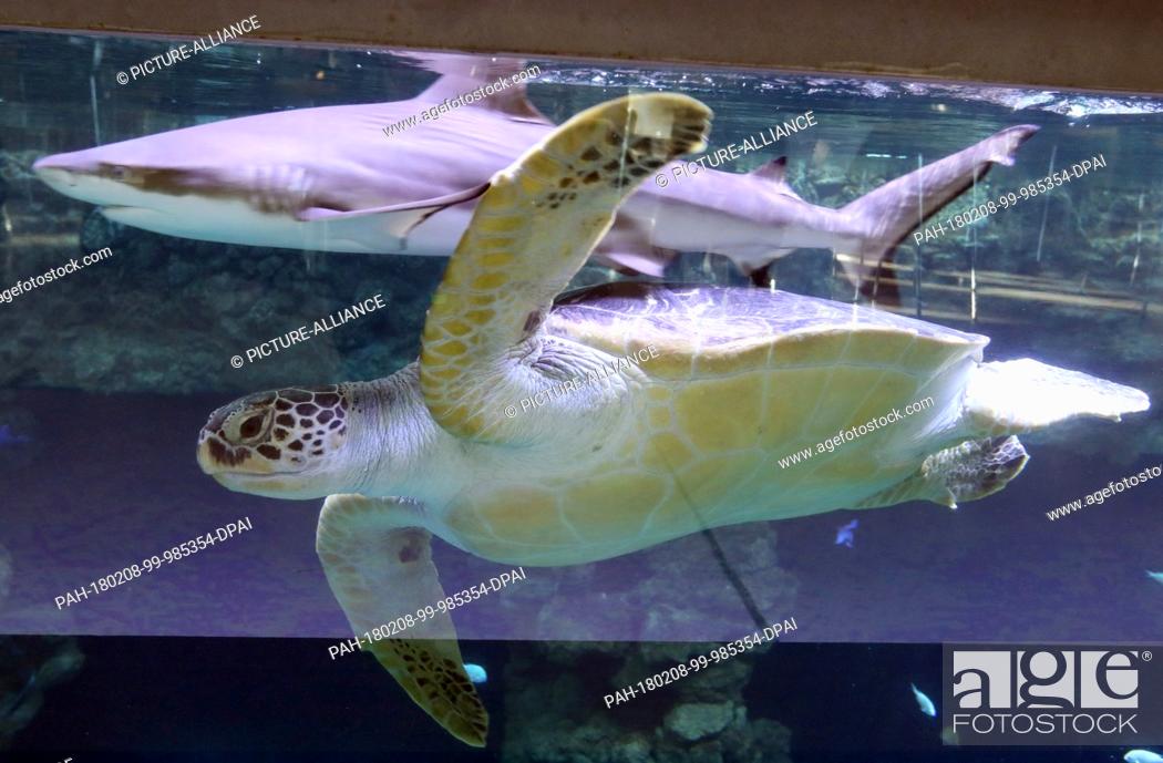 Stock Photo: One of the two green turtles swims next to a shark at the German Oceanographic Museum in Stralsund, Germany, 8 February 2018.