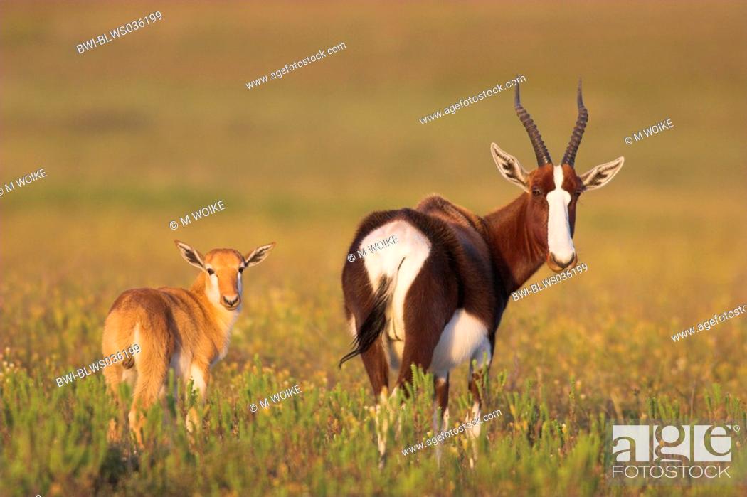 Stock Photo: Bontebok Damaliscus dorcas, adult and juvenile in a flower meadow, South Africa, West Coast NP.