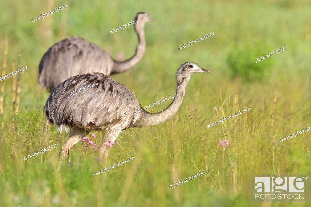 Stock Photo: Greater Rhea (Rhea americana) perched on the ground in Bolivia, South America.