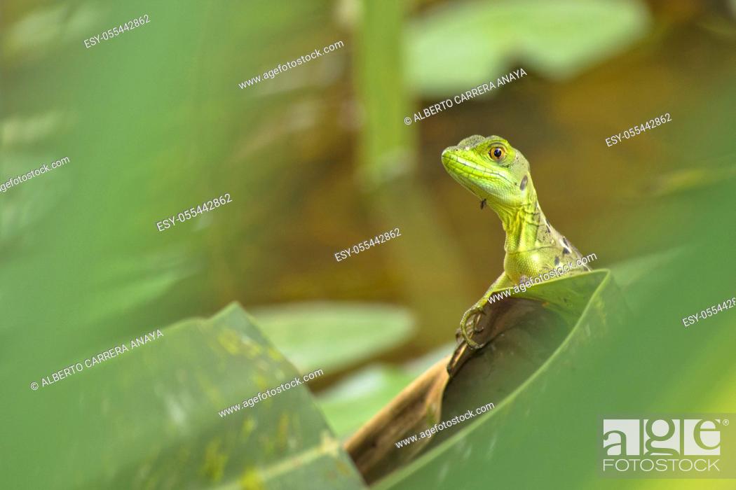 Stock Photo: Plumed Basilisk, Green Basilisk, Jesus Christ Lizard, Basiliscus plumifrons, Tropical Rainforest, Costa Rica, Central America, America.