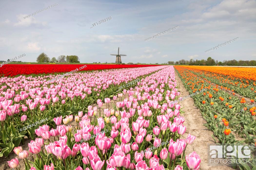 Stock Photo: Multicolored tulip fields frame the windmill in spring Berkmeer Koggenland North Holland Netherlands Europe.