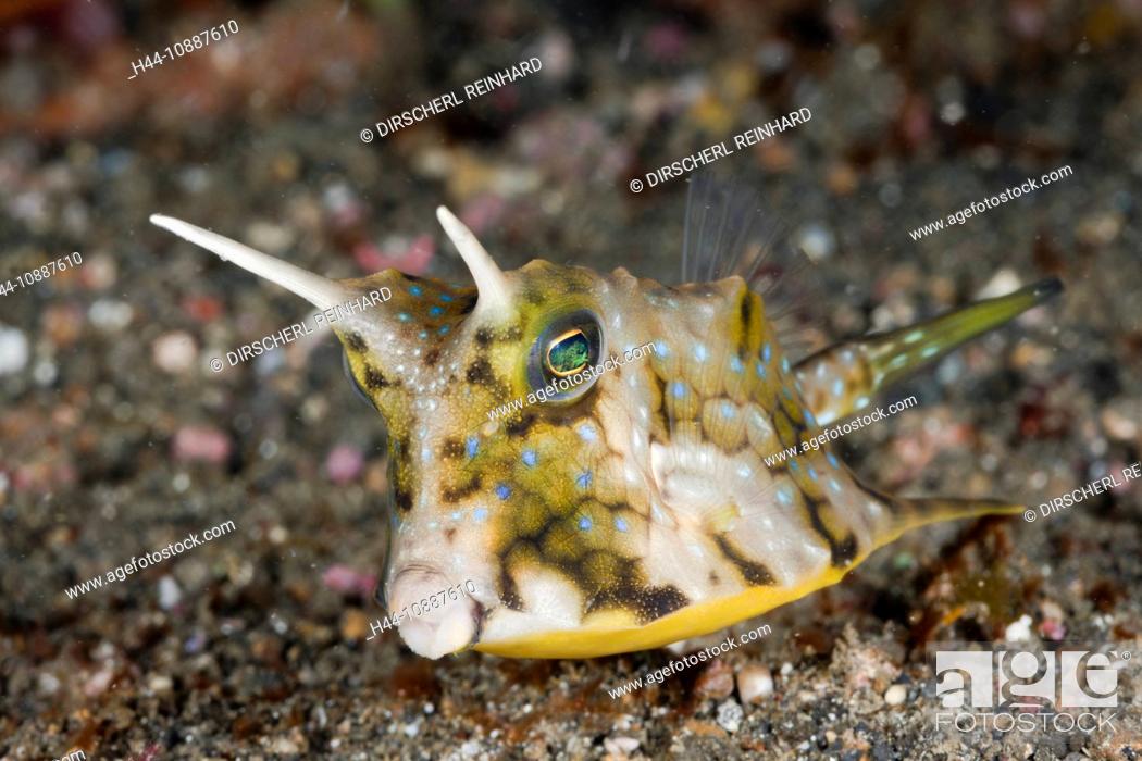 Stock Photo: Longhorn Boxfish, Lactoria cornuta, Lembeh Strait, North Sulawesi, Indonesia.