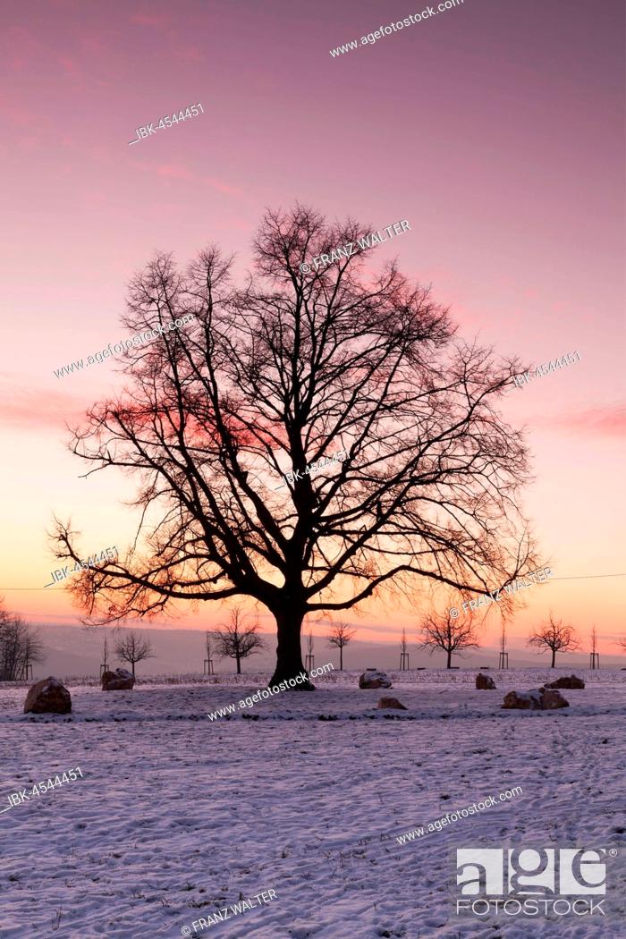 Stock Photo: Katharinen lime tree at sunset in winter, Esslingen on the Neckar, Baden-Württemberg, Germany.