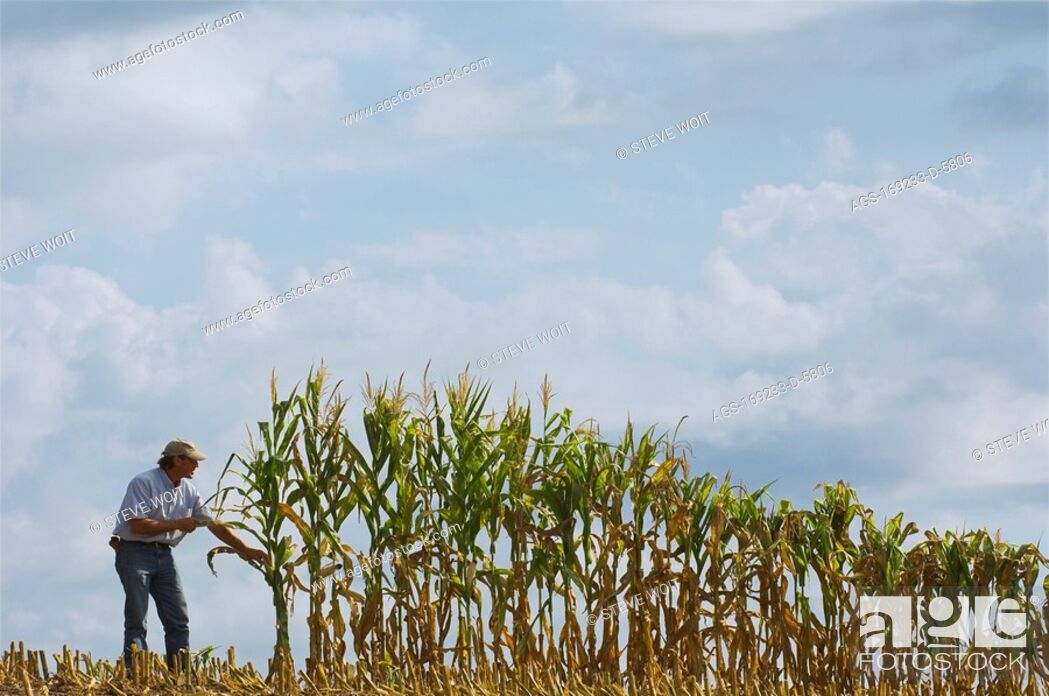 Stock Photo: Agriculture - A farmer inspects his mid growth grain corn crop, which has been mostly harvested / near Hoffman, Minnesota, USA.
