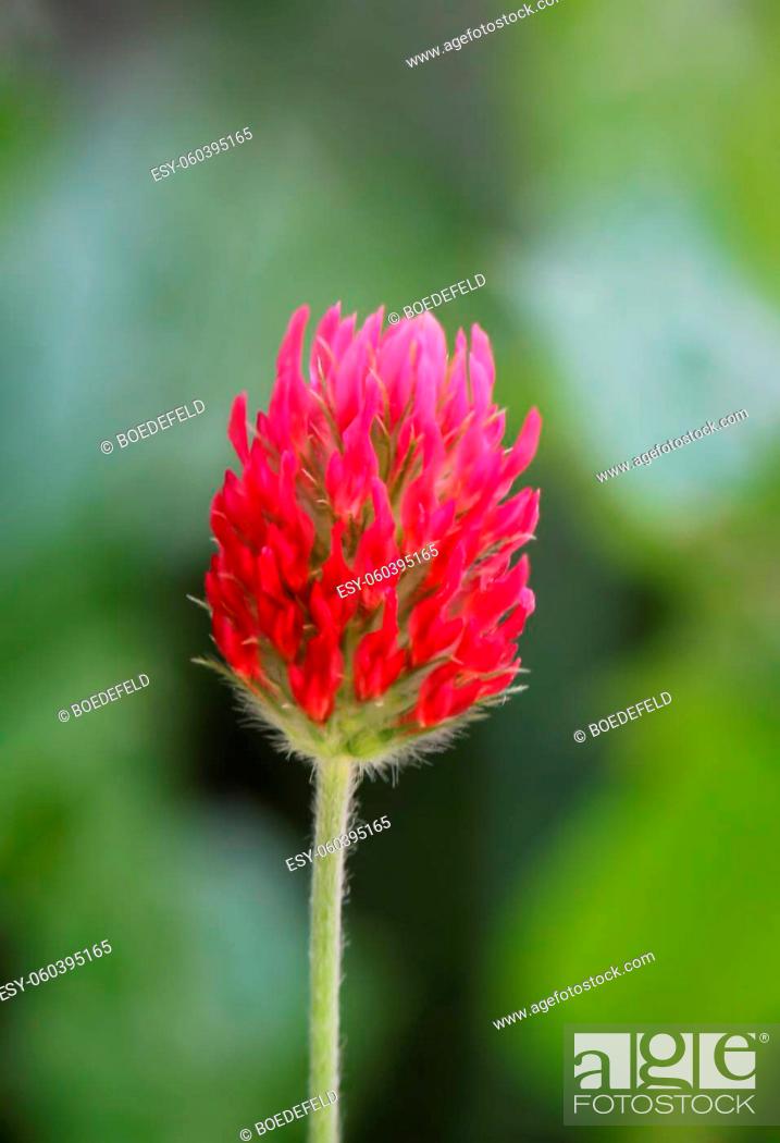 Stock Photo: The beautiful red flower of the blood clover, blood clover, Trifolium incarnatum.