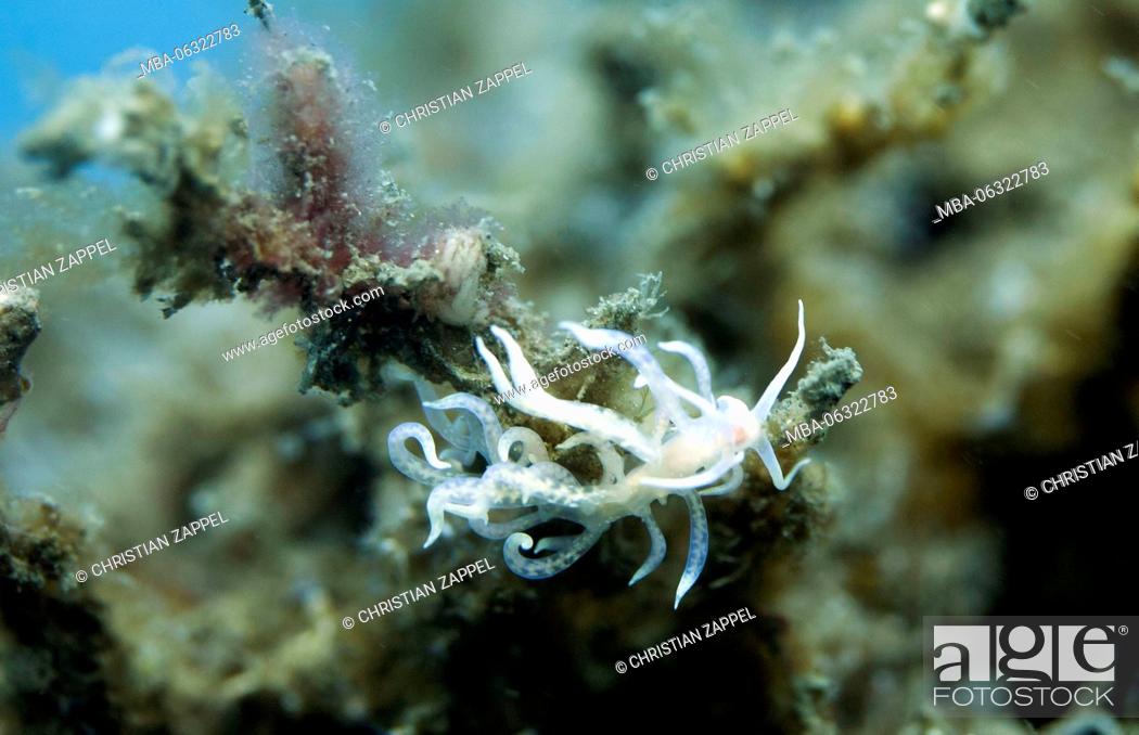 Stock Photo: Phyllodesmium crypticum eats hydroids, Phyllodesmium crypticum, Bali, Indonesia.