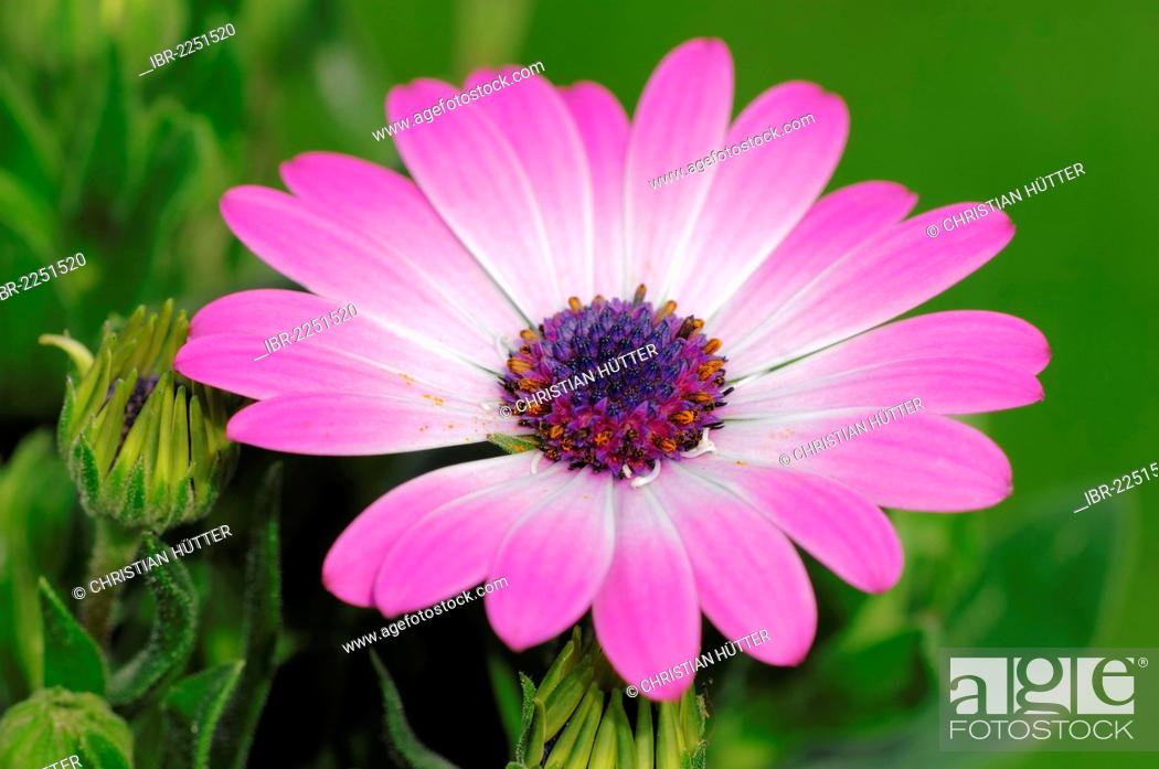 Cape Marguerite Van Staden S River Daisy Sundays River Daisy White Daisy Bush Stock Photo Picture And Rights Managed Image Pic Ibr 2251520 Agefotostock