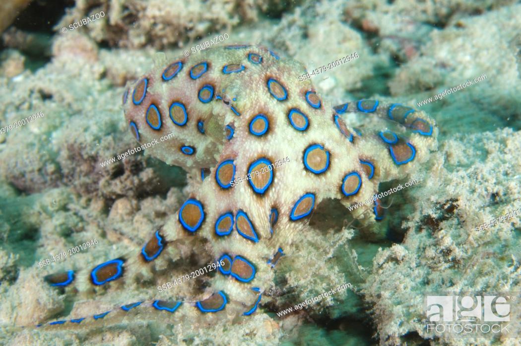 Stock Photo: Greater Blue-ringed Octopus, Hapalochlaena lunulata, Moving along the bottom, Kapalai, Sabah, Borneo, Malaysia.