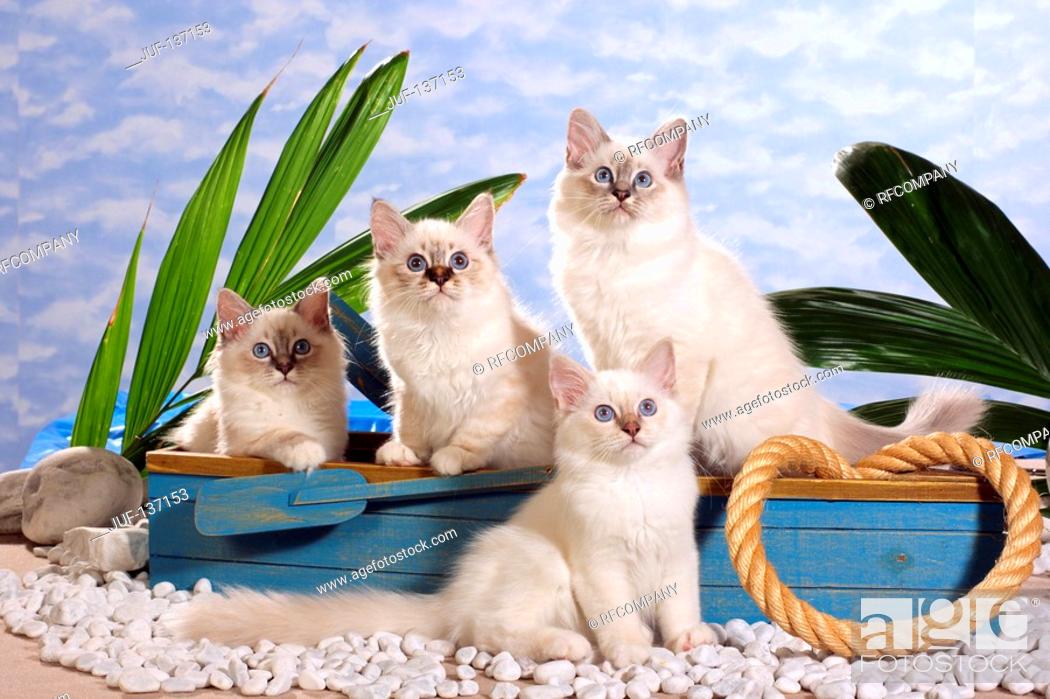 Stock Photo: four Sacred cat of Burma kittens in boat.