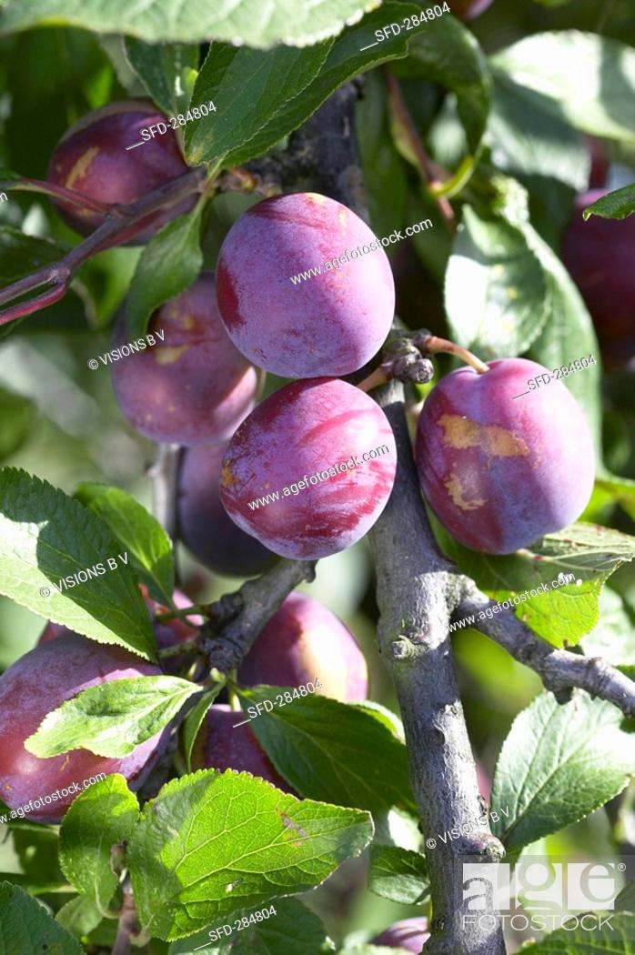 Stock Photo: Plums, variety 'Anna Spaeth', on the tree.