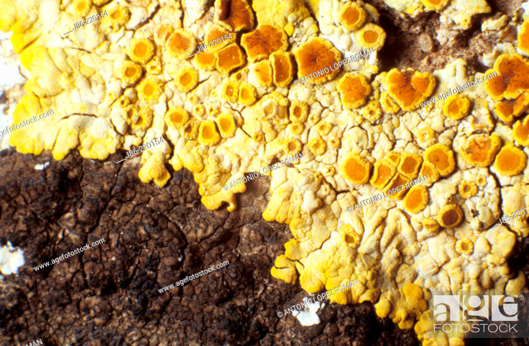 Stock Photo: Lichens (Caloplaca sp.).